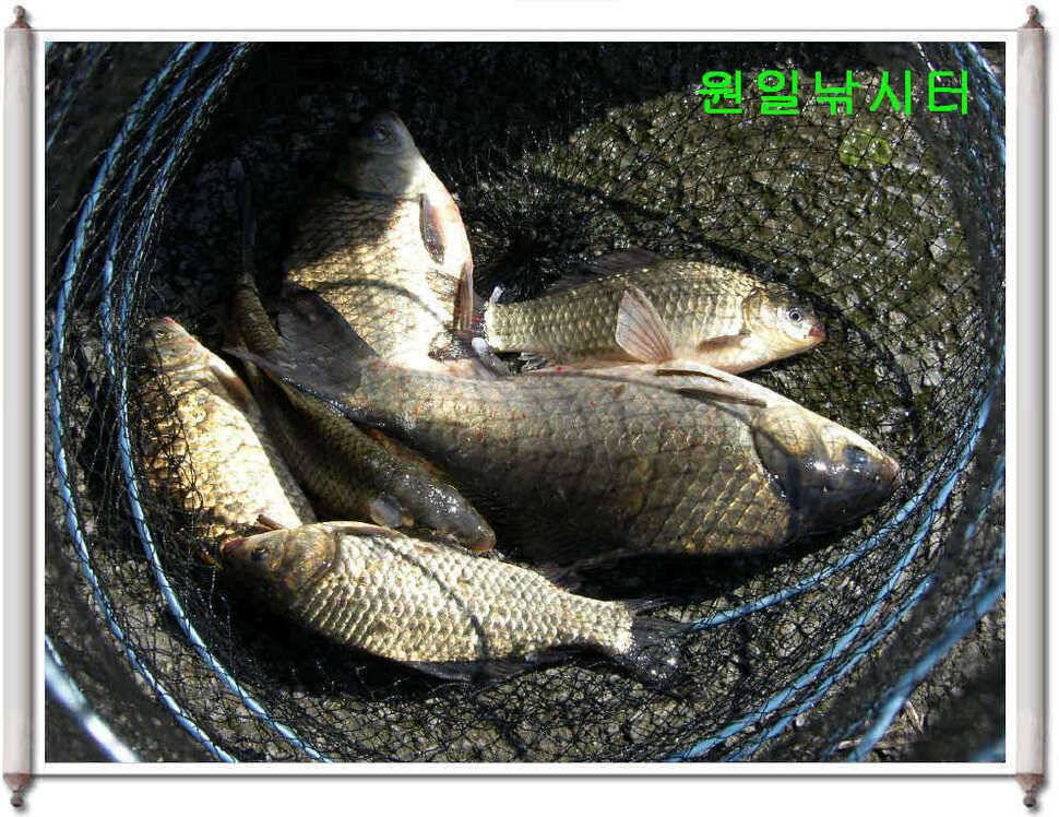 어버이날 원일조황입니다 (유료터정보 - 유료터점주조황)