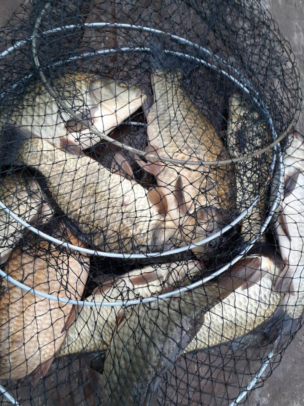 경주 동산낚시터붕어 전용잡이터지난주 조황 (유료터정보 - 유료터점주조황)
