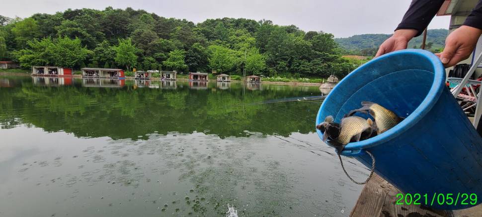 5월 끝주 금토 힐링 수곡낚시터 조황 및 방류 (유료터정보 - 유료터점주조황)