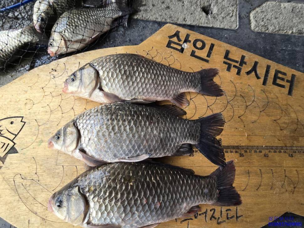 가깝고 물 좋고 경치 좋은 곳용인삼인낚시터 (유료터정보 - 유료터점주조황)