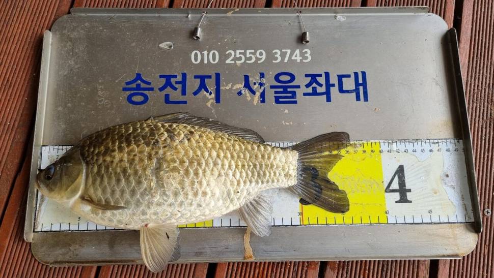 송전지서울좌대44와대물들 (유료터정보 - 유료터점주조황)