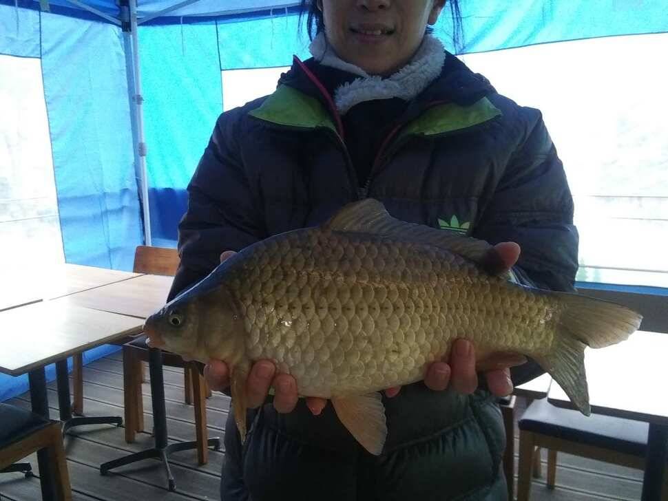 양평 수곡낚시터 320327 개장기념품 증정 및 일월요일 조황 안내 (유료터정보 - 유료터점주조황)