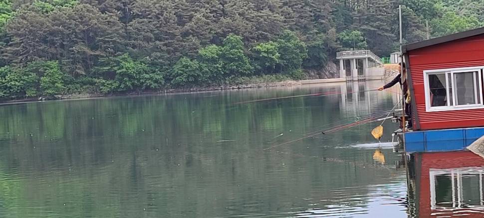 양평 힐링 수곡낚시터 5월둘재주 토일요일 조황 및 붕어방류 (유료터정보 - 유료터점주조황)