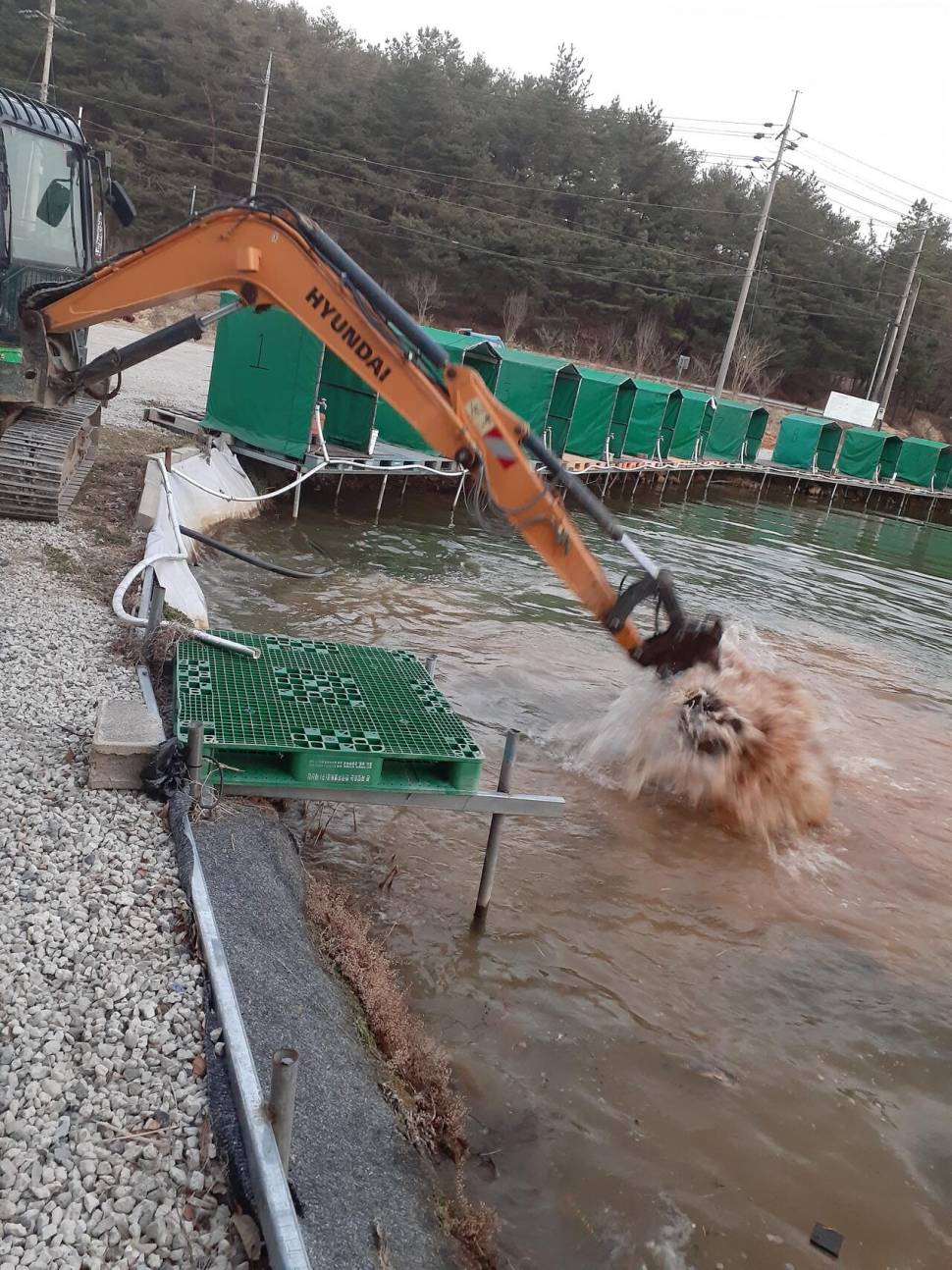 경주 동산낚시터붕어 전용잡이터 1차 방류 (유료터정보 - 유료터점주조황)