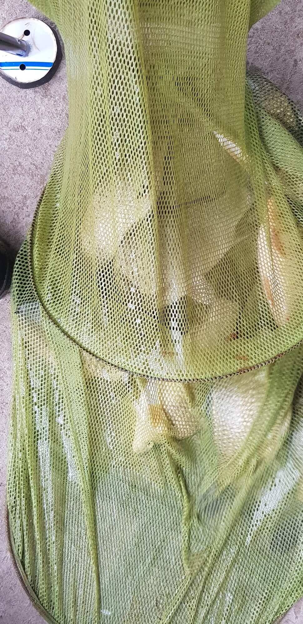 양평 수곡낚시터 3월 둘째주 주중 주말 조황안내붕어방류및 수상좌대 할인행사 연장 안내 (유료터정보 - 유료터점주조황)