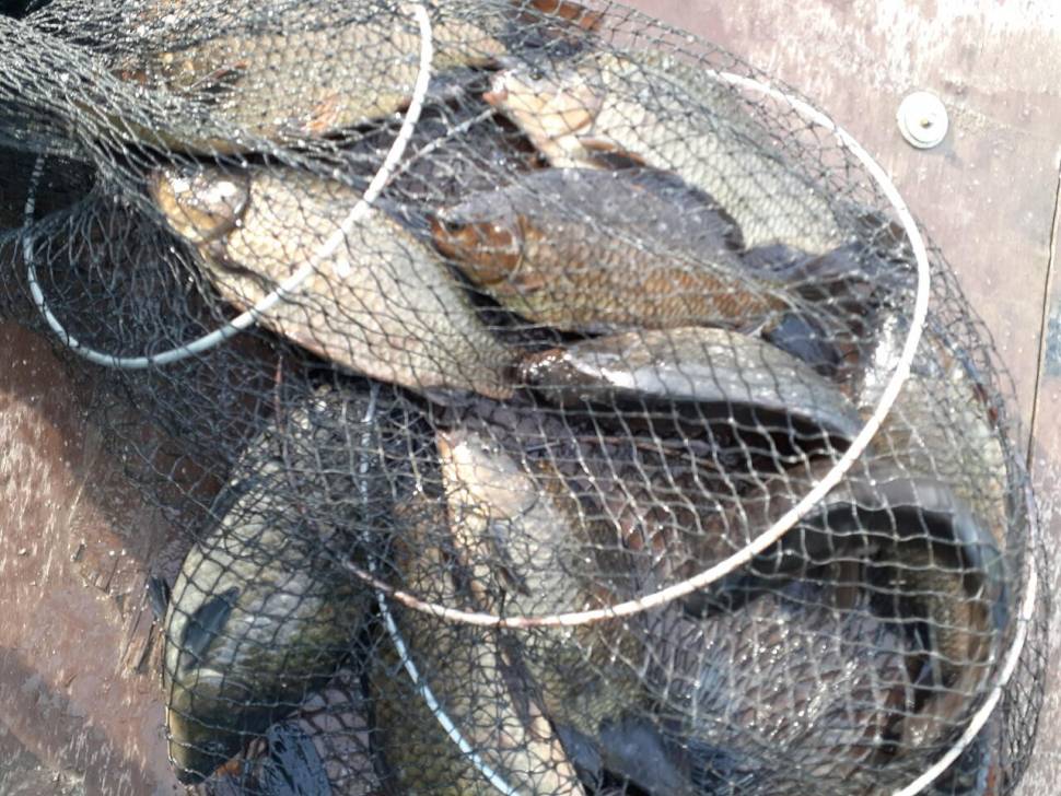 경주 동산낚시터붕어 전용잡이터지난주 조황 (유료터정보 - 유료터점주조황)