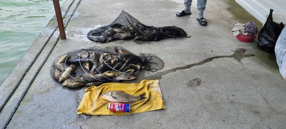 공주 고성낚시터 입니다 (유료터정보 - 유료터점주조황)