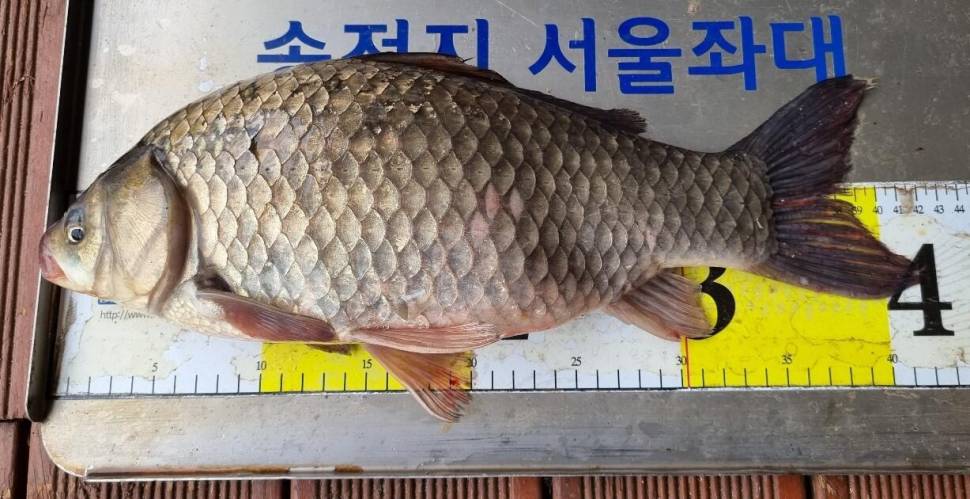 송전지서울좌대5월29일조황 (유료터정보 - 유료터점주조황)