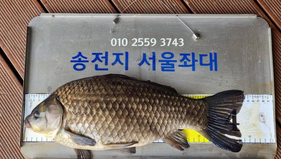 송전지서울좌대44와대물들 (유료터정보 - 유료터점주조황)