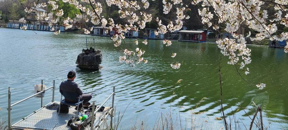 4월둘째주 양평 힐링 수곡낚시터 조황 붕어방류 (유료터정보 - 유료터점주조황)