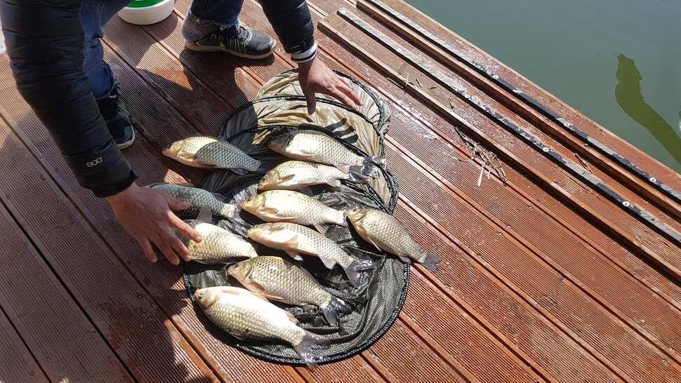오산집 18일 평일 조황 (유료터정보 - 유료터점주조황)