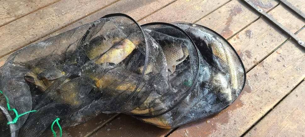 수곡지 양평 수곡낚시터 자연산 토종붕어 대량방류 주중 조황 안내 (유료터정보 - 유료터점주조황)