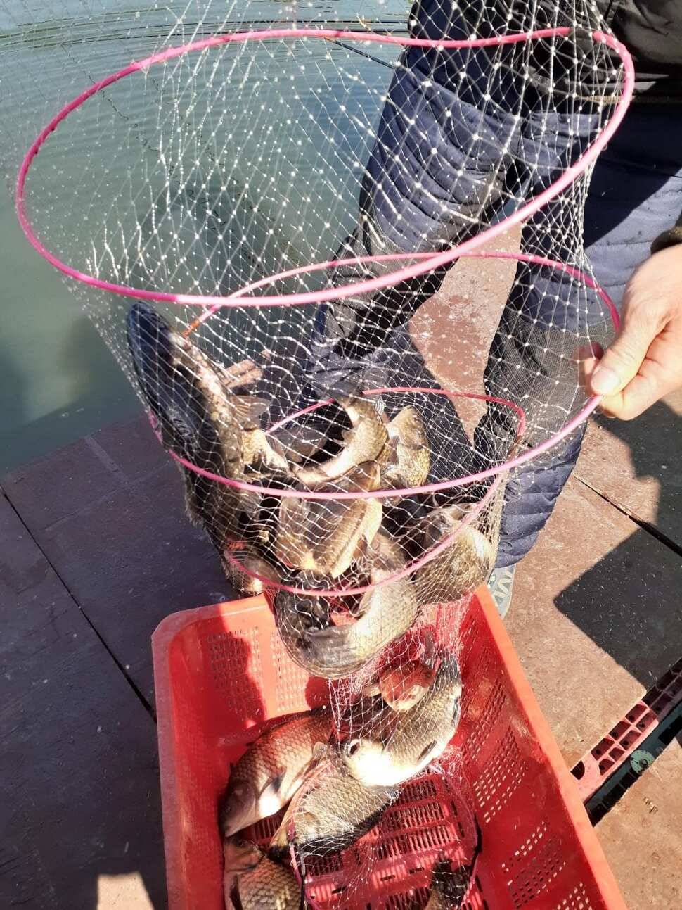 경주 동산낚시터붕어 전용잡이터지난주 조황 (유료터정보 - 유료터점주조황)