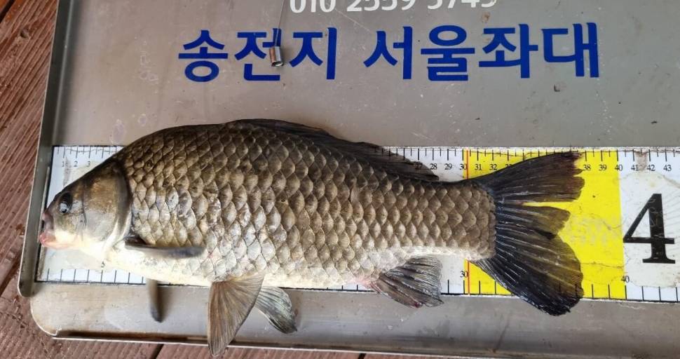 송전지서울좌대5월29일조황 (유료터정보 - 유료터점주조황)