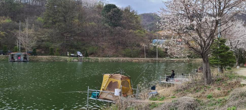 4월 양평 힐링 수곡낚시터 첫주말 대체로 고른 조황이었네요 (유료터정보 - 유료터점주조황)