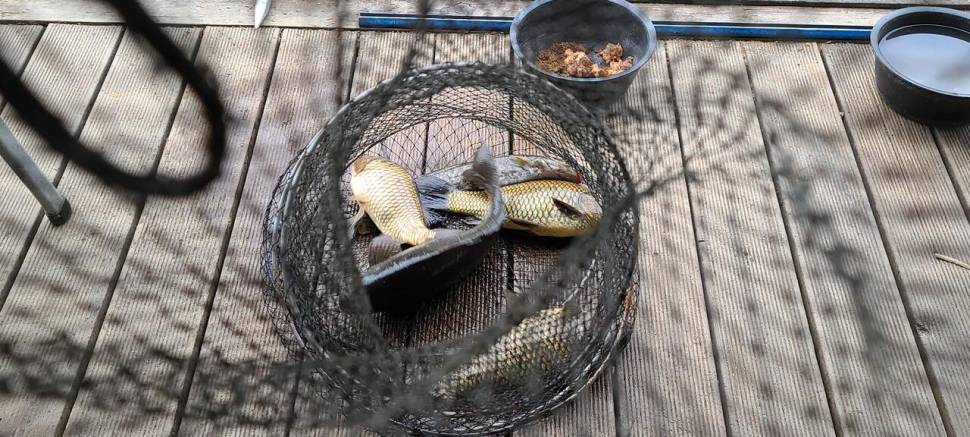넷째주말 금토 힐링 양평 수곡낚시터 조황 붕어 방류 (유료터정보 - 유료터점주조황)