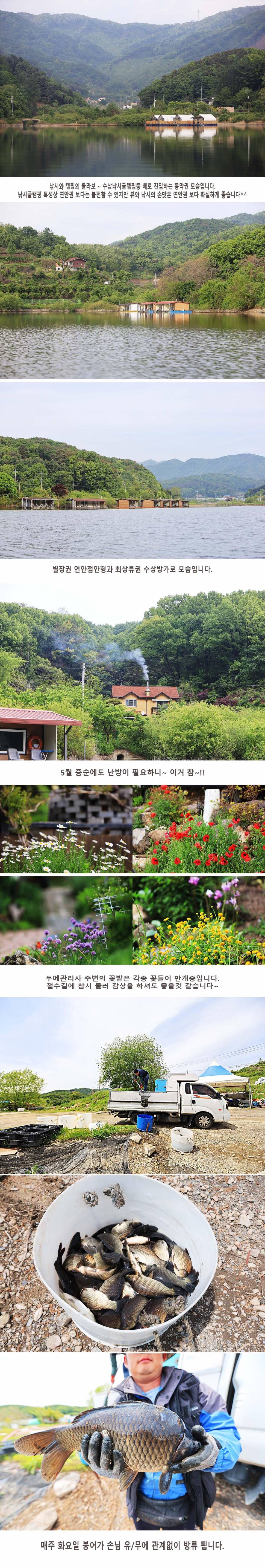 안성 두메낚시터 5월11일 조황안내 (유료터정보 - 유료터점주조황)