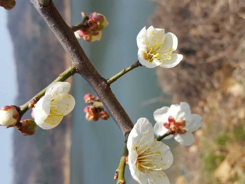 안성장계지 (유료터정보 - 유료터점주조황)