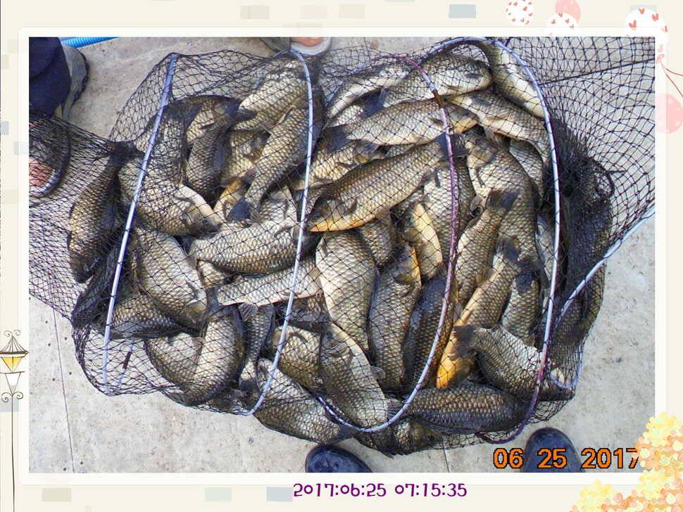 도심속의 작은 쉼터 화성 관리 낚시터입니다6월에 마지막 소식5짜 방류 (유료터정보 - 유료터점주조황)