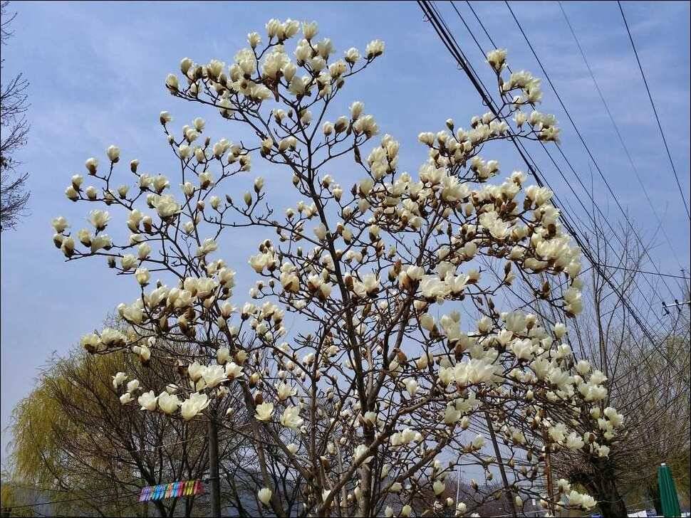 170409 송전지 서울집 조황 (유료터정보 - 유료터점주조황)