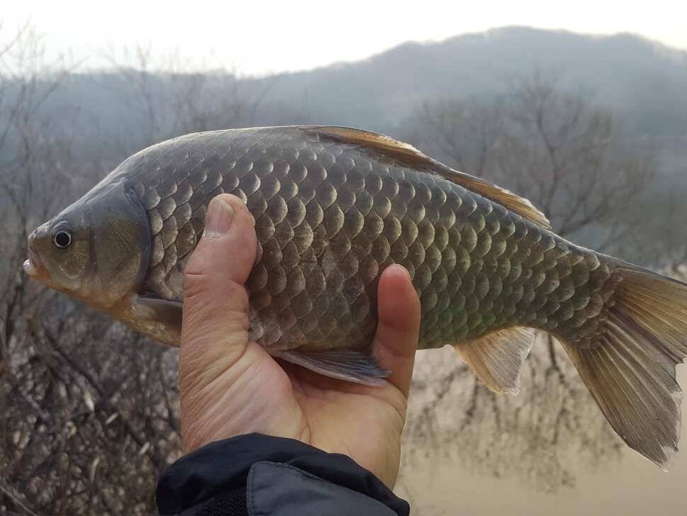 안성죽산장계지조항전경입니다 (유료터정보 - 유료터점주조황)