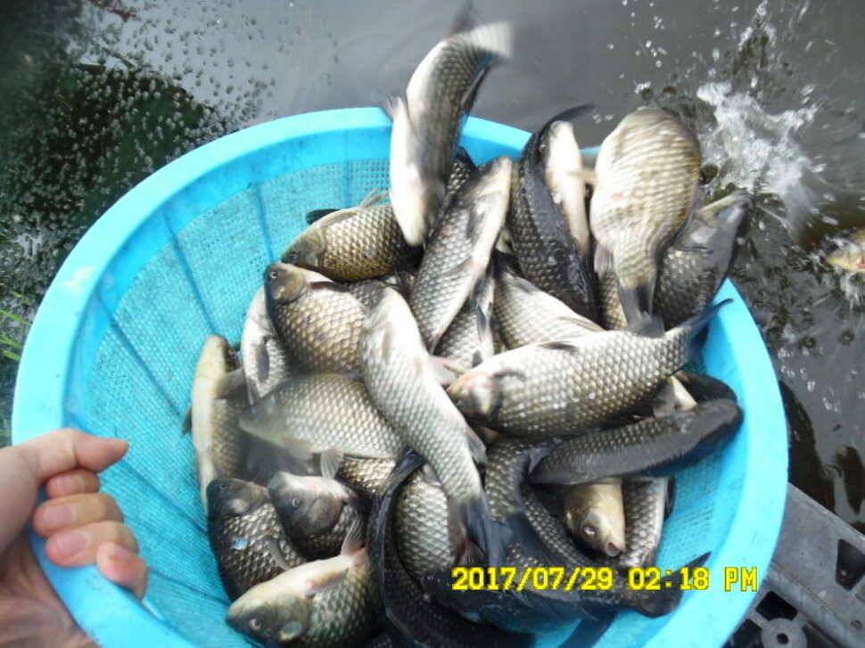 경주동산낚시터 지난주 조황 (유료터정보 - 유료터점주조황)