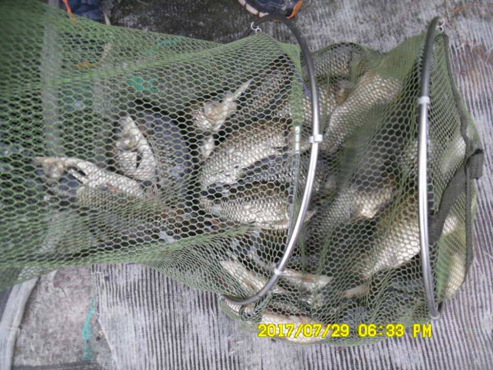 경주동산낚시터 지난주 조황 (유료터정보 - 유료터점주조황)