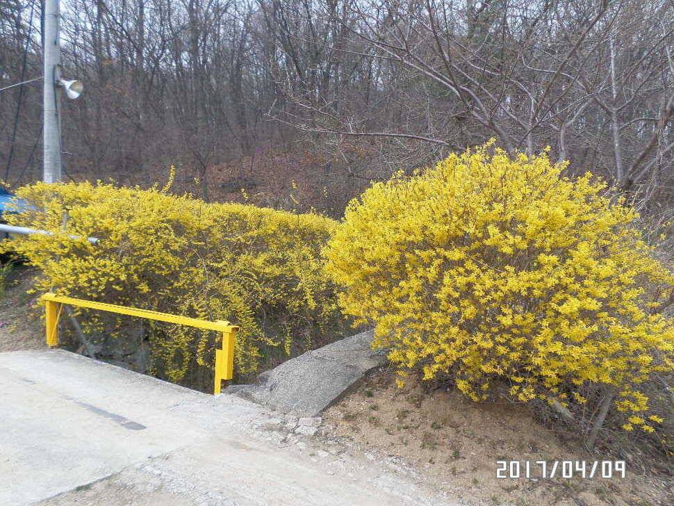 아산 신수지 4월 둘째주말 화보입니다 (유료터정보 - 유료터점주조황)