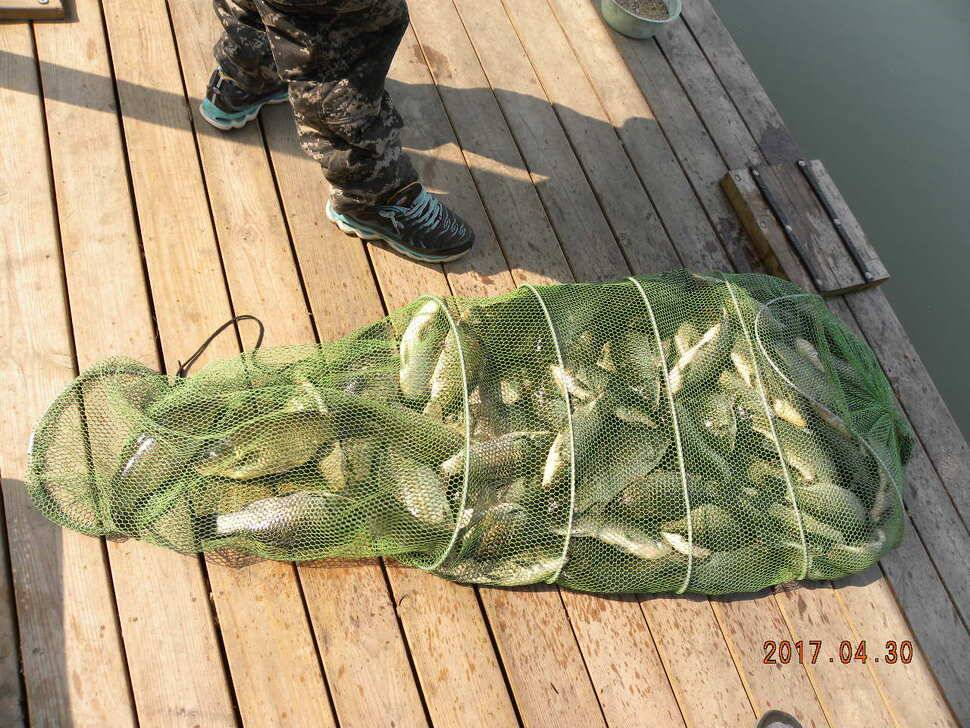 주3회방류 붕어전용 시동낚시터 조과및 방류 5월이벤만수자연배수방갈루식당 (유료터정보 - 유료터점주조황)