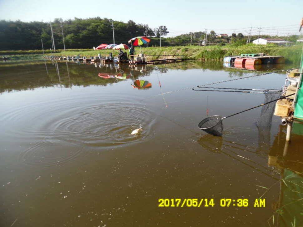 경주 동산낚시터 지난주 조황 (유료터정보 - 유료터점주조황)