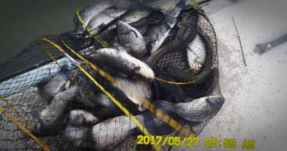 낚시터 안성 반제지 소식 (유료터정보 - 유료터점주조황)