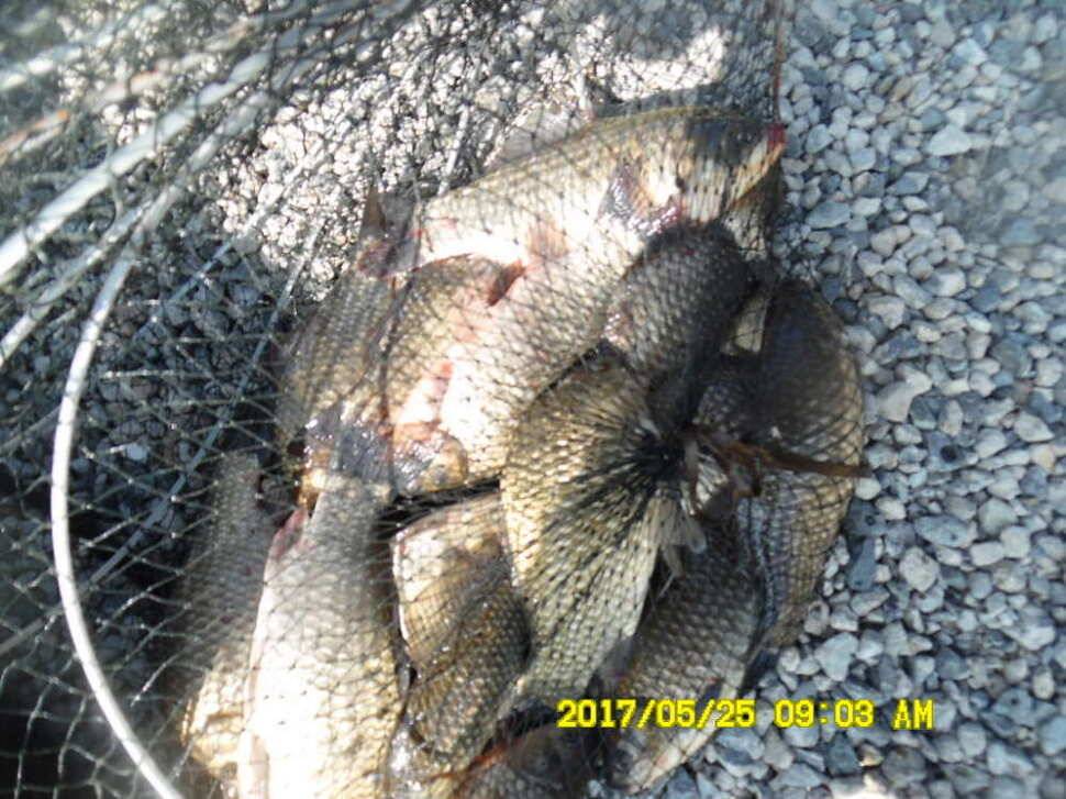 경주 동산낚시터 지난주 조황 (유료터정보 - 유료터점주조황)