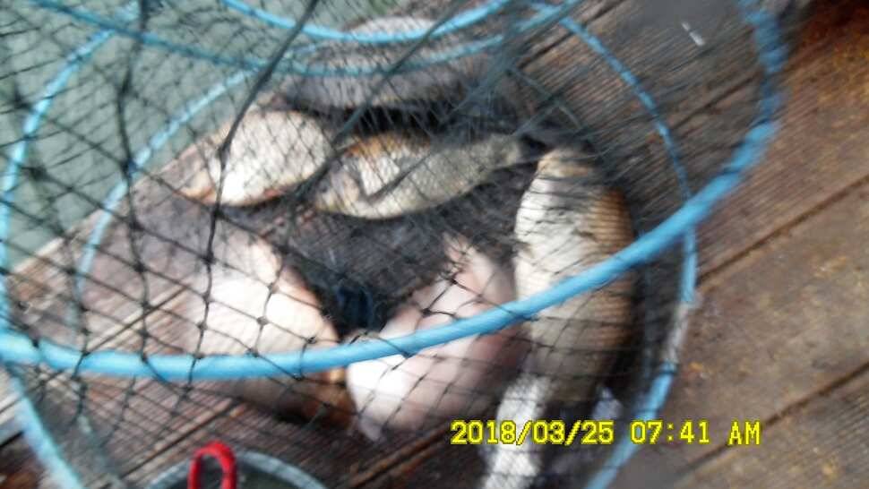 반제지 약오르는주말 조황정보입니다 (유료터정보 - 유료터점주조황)