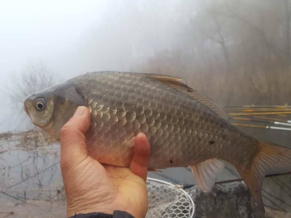 안성죽산장계지조항전경입니다 (유료터정보 - 유료터점주조황)