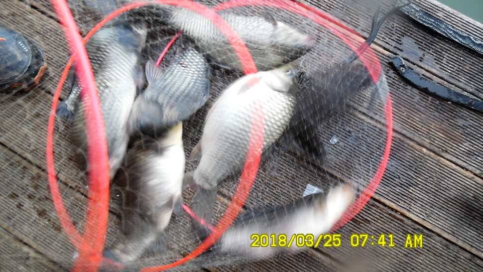반제지 약오르는주말 조황정보입니다 (유료터정보 - 유료터점주조황)