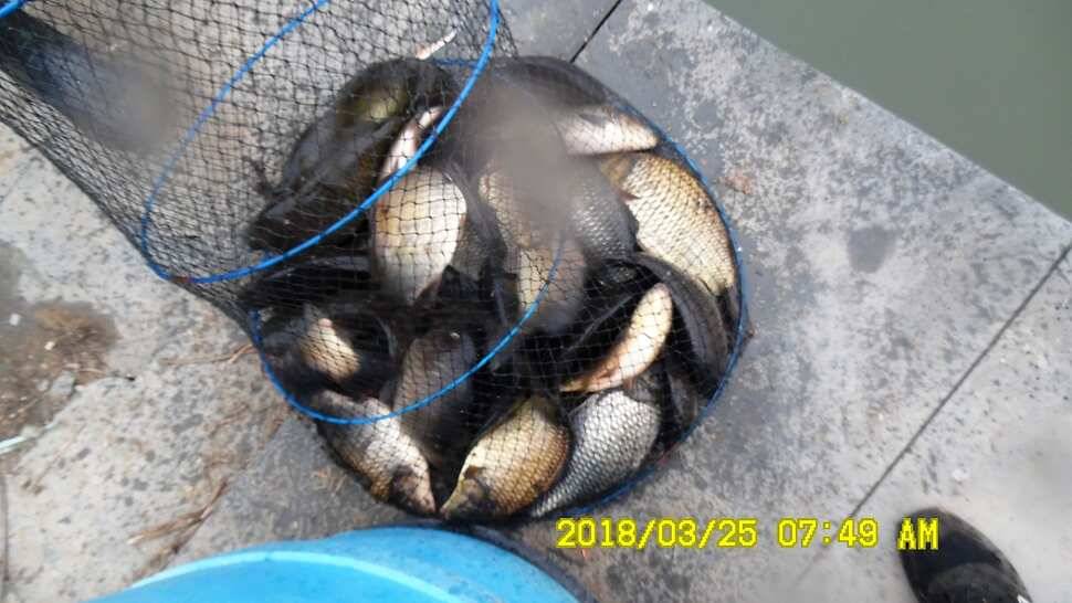 반제지 약오르는주말 조황정보입니다 (유료터정보 - 유료터점주조황)