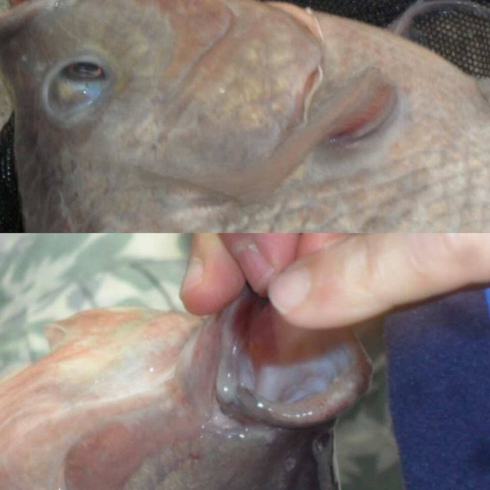 꽃동네 (유료터정보 - 유료터점주조황)