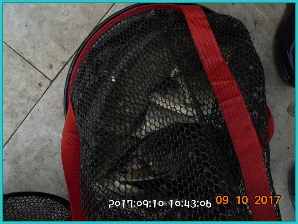 도심속의 작은 쉼터 화성 관리 낚시터입니다관리의 밤은 열정입니다 (유료터정보 - 유료터점주조황)