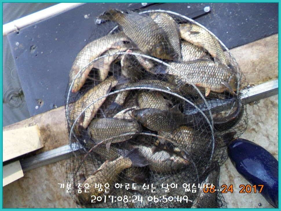 도심속의 작은 쉼터 화성 관리 낚시터입니다수확의 계절입니다 (유료터정보 - 유료터점주조황)