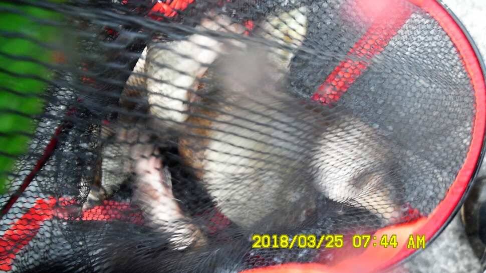 반제지 약오르는주말 조황정보입니다 (유료터정보 - 유료터점주조황)