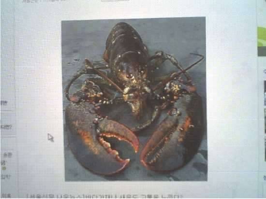 2011년 총결산 및 신병모집 안내 (커뮤니티 - 자유게시판)