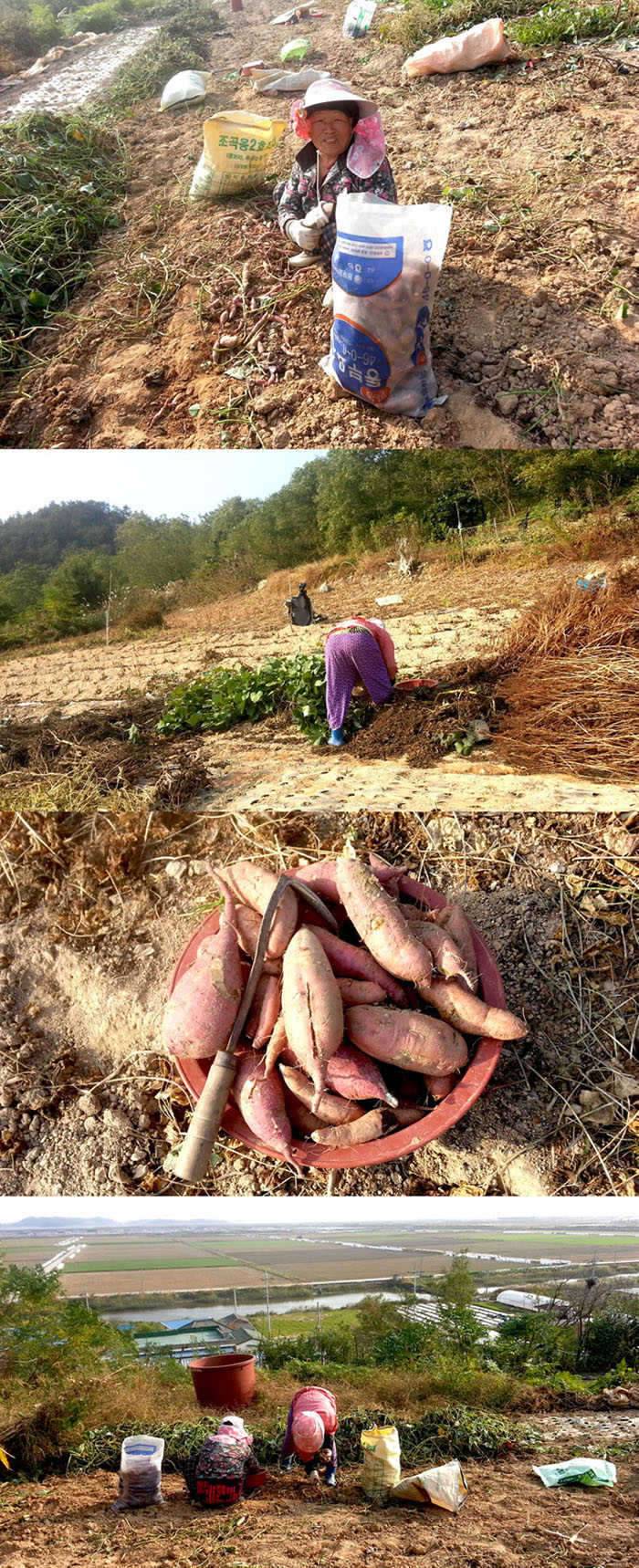 정가일기 서울양반 계슈 (커뮤니티 - 자유게시판)