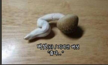 일탈 (조황조행기 - 화보조행기)