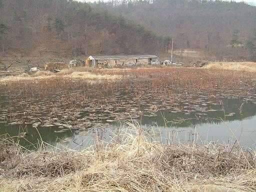군위 금곡지수서연밭에서의 한밤 (조황조행기 - 화보조행기)