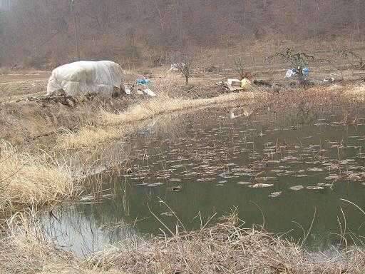 군위 금곡지수서연밭에서의 한밤 (조황조행기 - 화보조행기)