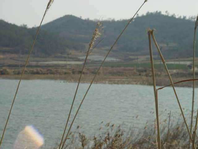전남신안군태천 (조황조행기 - 화보조행기)