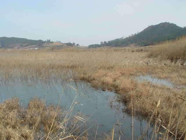 전남신안군태천 (조황조행기 - 화보조행기)