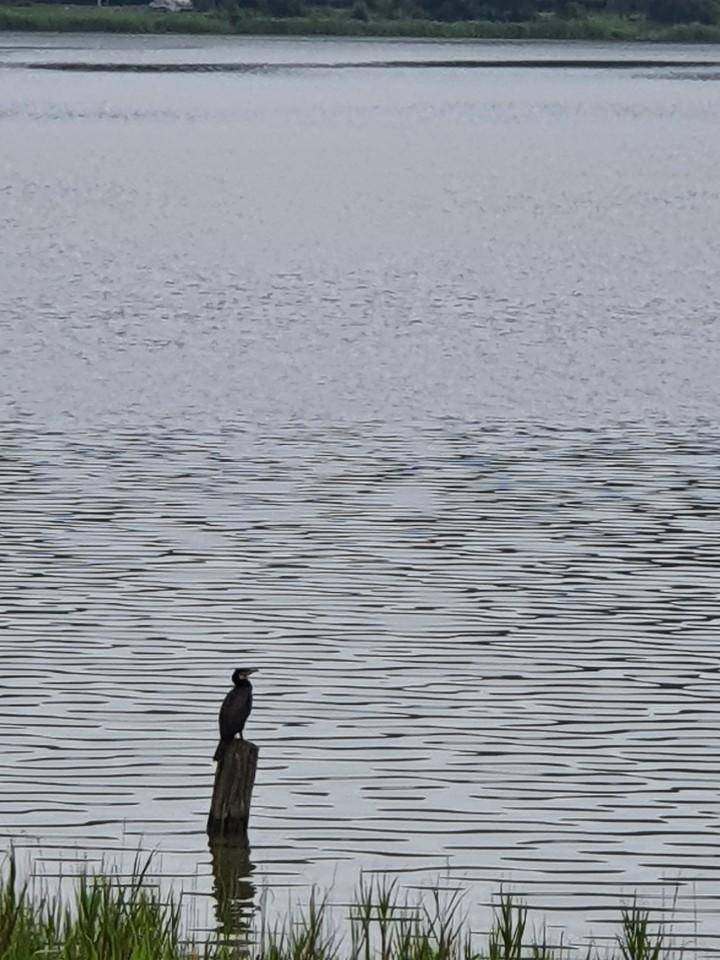 섬에서의 붕어낚시 2번째 (조황조행기 - 화보조행기)
