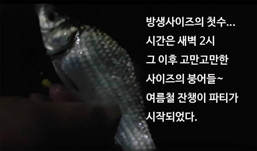 한여름 낚시의 시작인가 (조황조행기 - 화보조행기)
