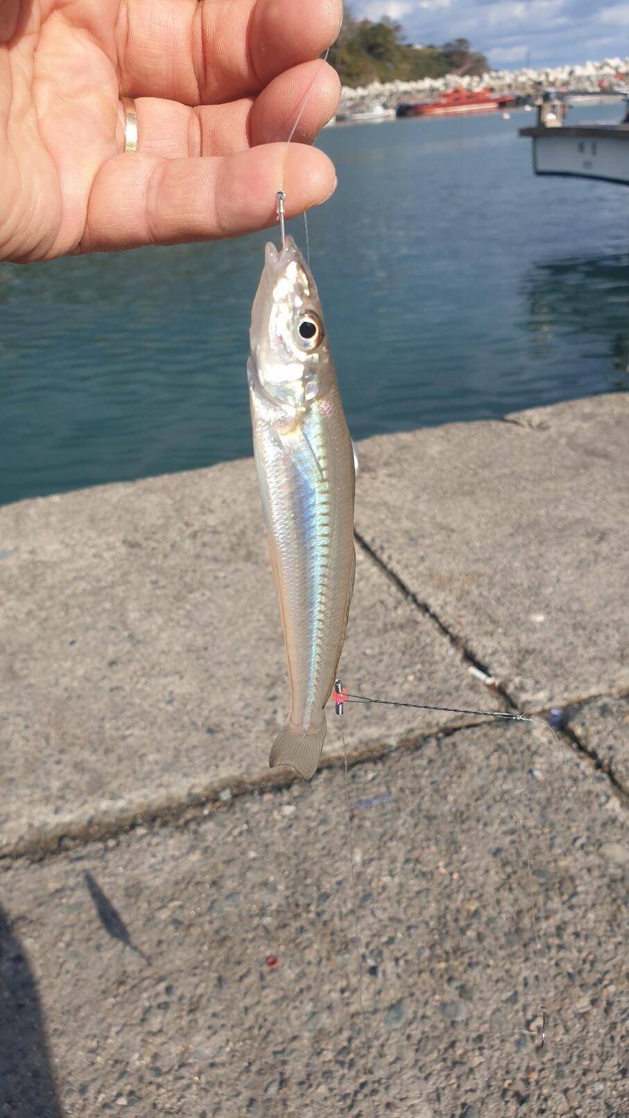 주말힐링 (조황조행기 - 화보조행기)